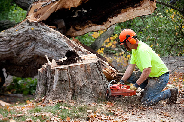 The Steps Involved in Our Tree Care Process in Mount Zion, GA